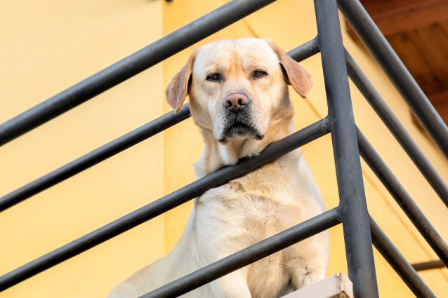 cane balcone