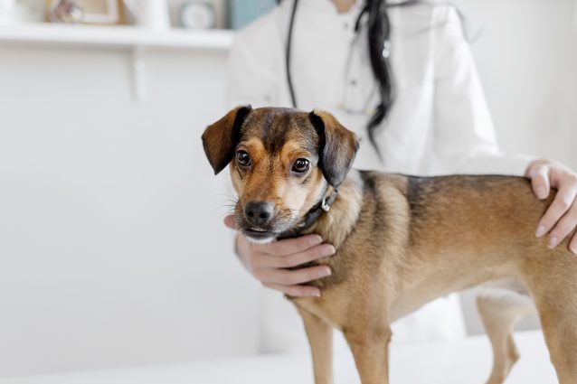 cane veterinario