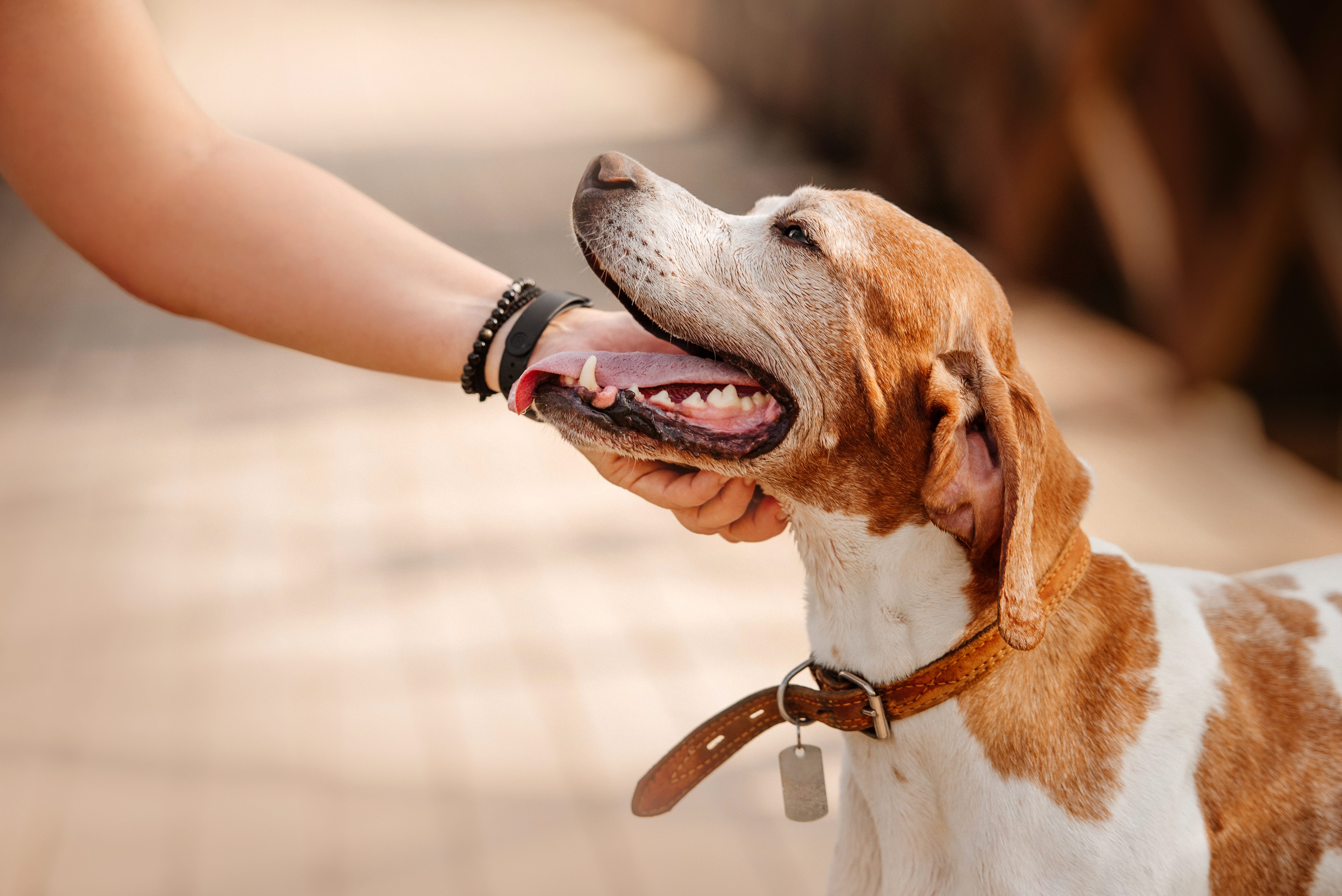 pointer inglese