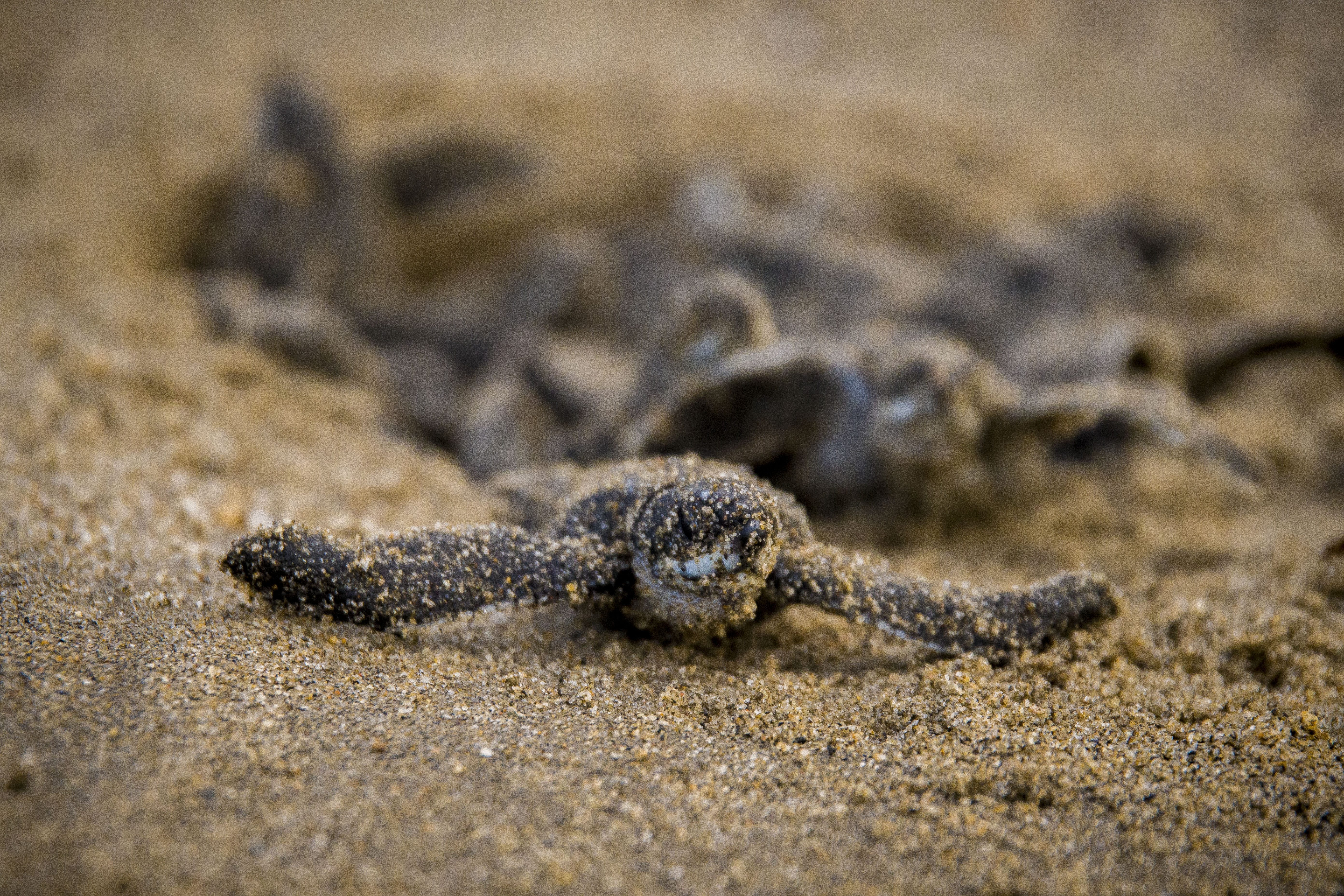 Tartaruga Caretta caretta