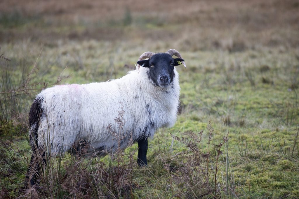 Una pecora Scottish Blackface, la razza da cui fu prelevato l’ovulo utilizzato per clonare Dolly