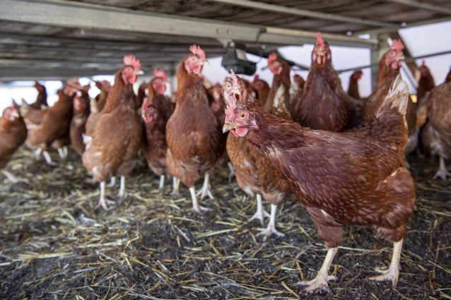 galline