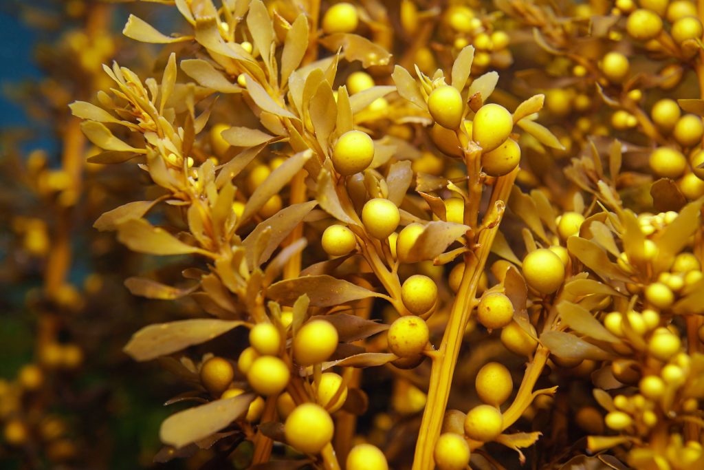 Un’alga bruna del genere Sargassum
