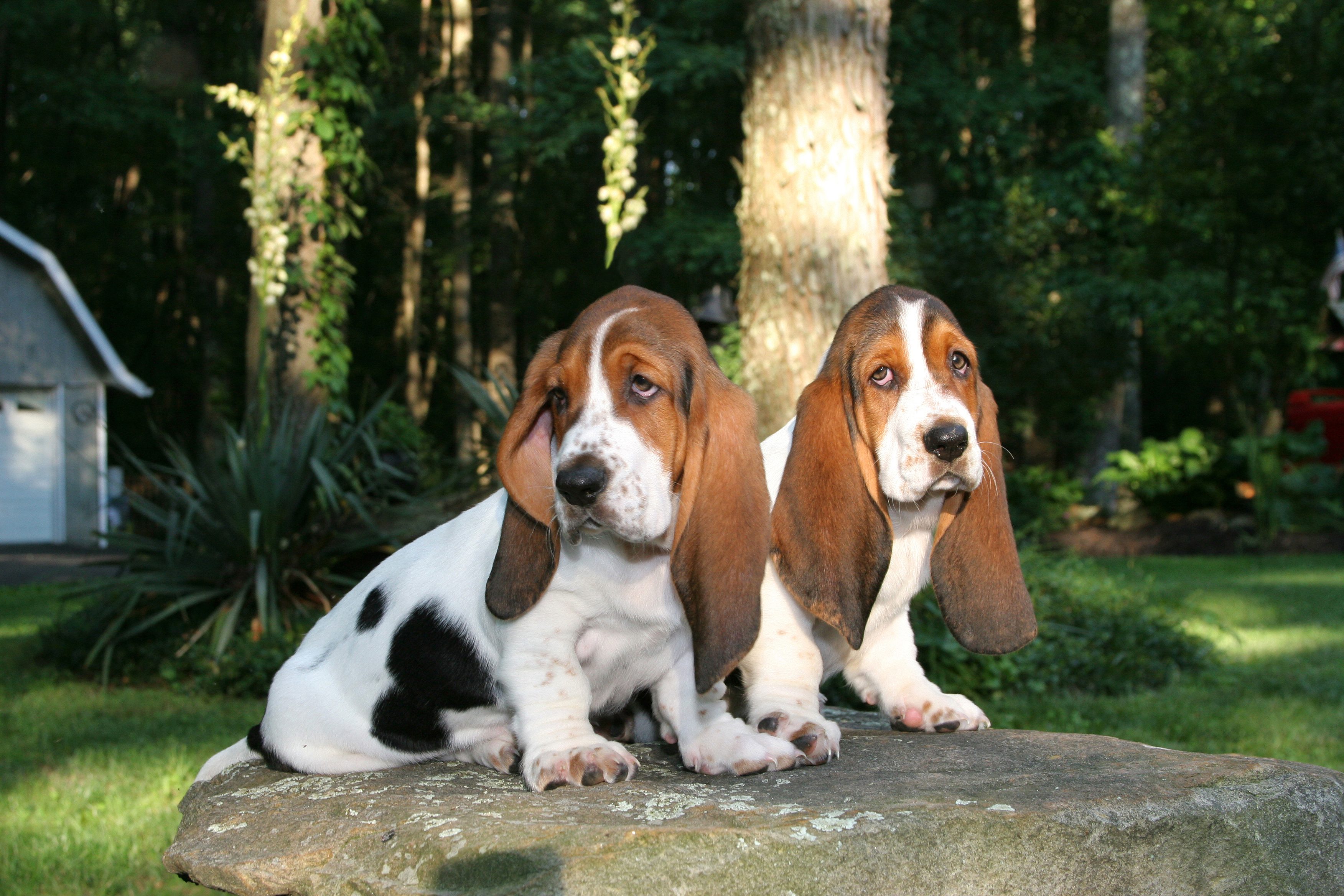 Basset Hound