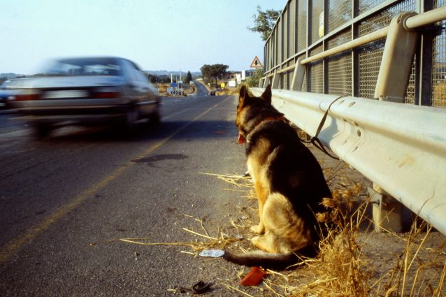 cane abbandonato