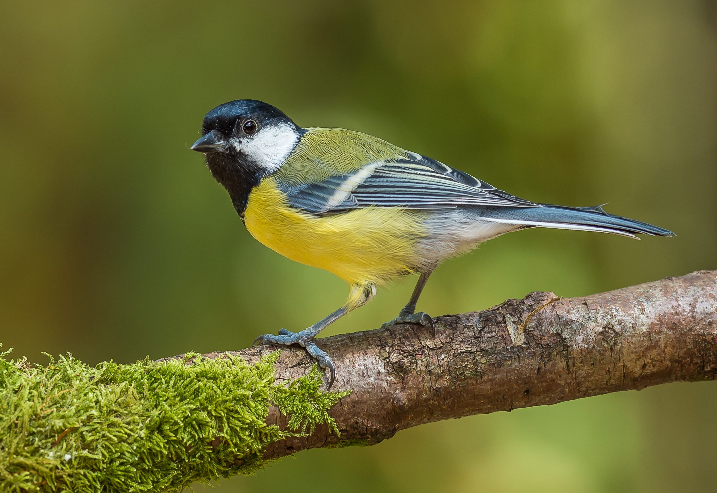 Mésange charbonnière