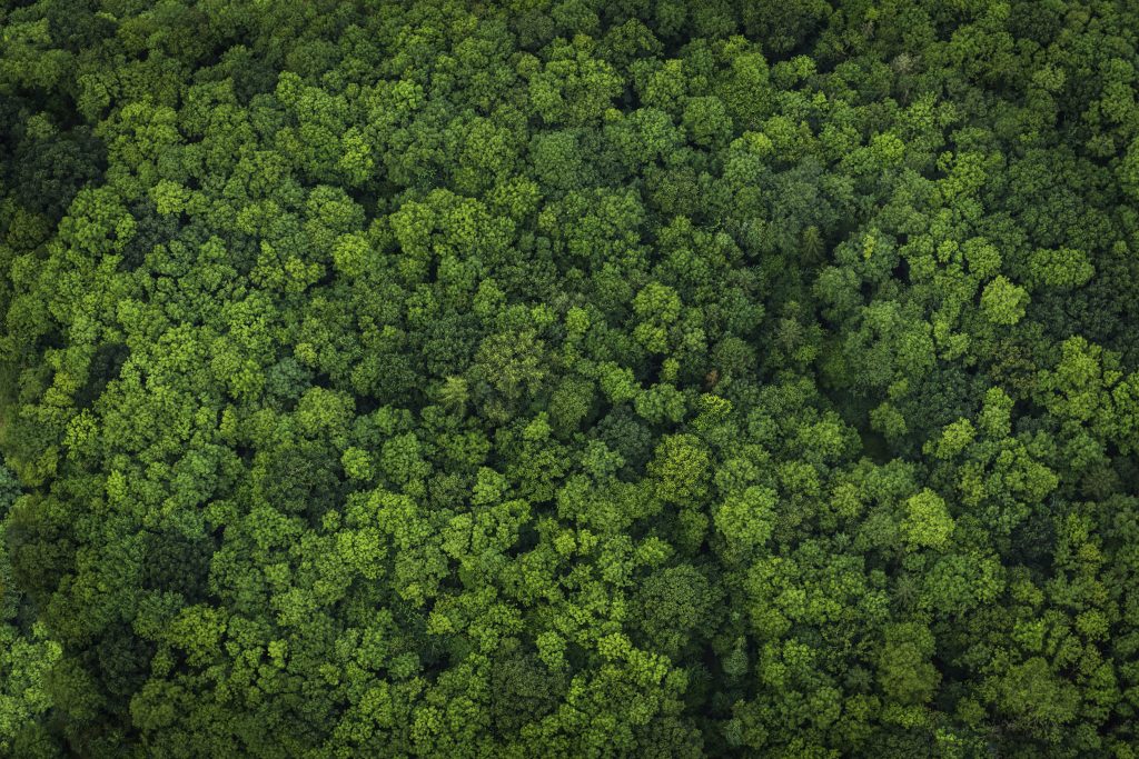 La comprovata origine animale del SARS–CoV–2 è indissolubilmente legata all’impatto distruttivo che ha l’uomo sulla natura