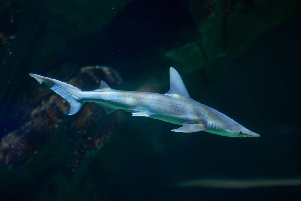 Le requin bonnethead est la seule espèce connue qui est presque entièrement herbivore