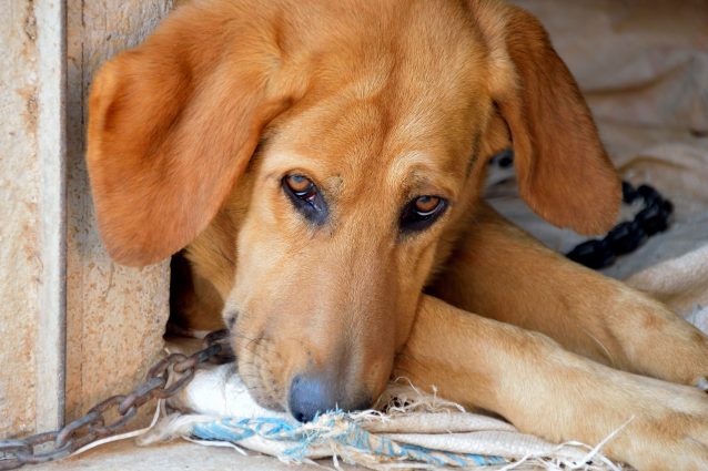 cane triste