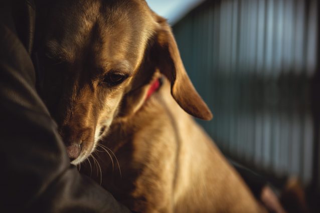 cane maltrattato