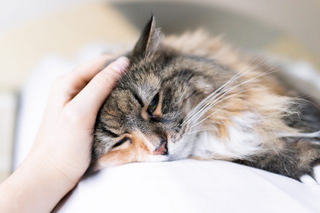gatto