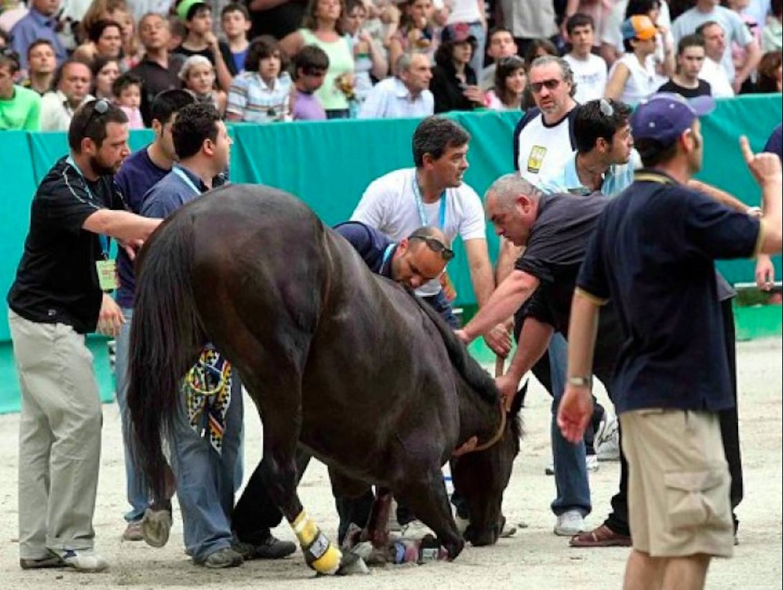 Un cavallo ferito durante una gara (credits:@LAV)
