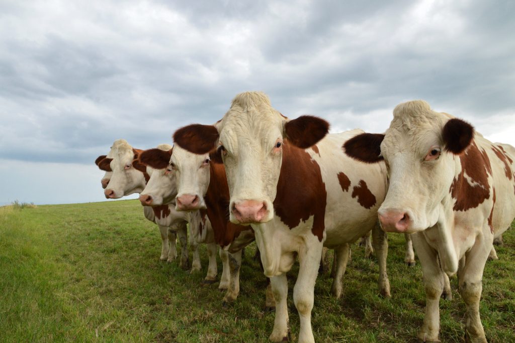 L’industria bovina è responsabile per oltre il 14% di tutte le emissioni dell’industria agroalimentare