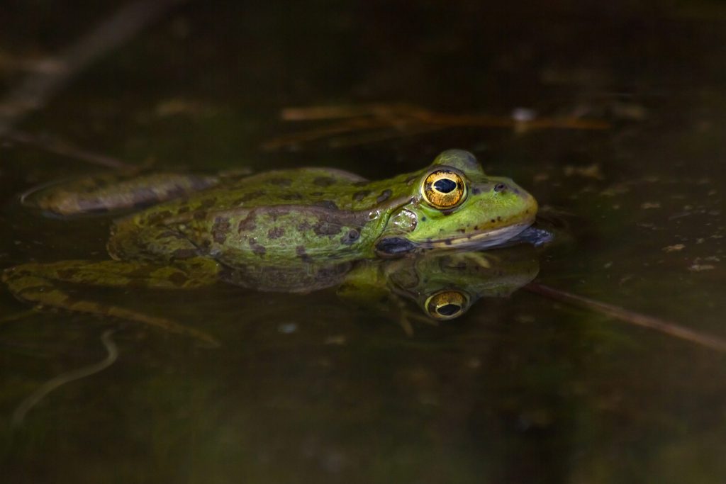 Diffidiamo e segnaliamo sempre i video dove persone non autorizzate interagiscono in maniera invasiva ed eclatante con la fauna selvatica