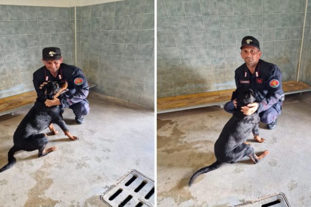 rottweiler salerno