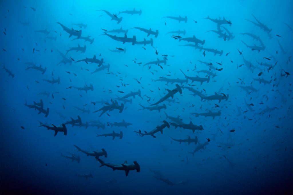 Un énorme groupe de ces requins marteaux migrateurs photographié sur l'île Cocos, Costa Rica