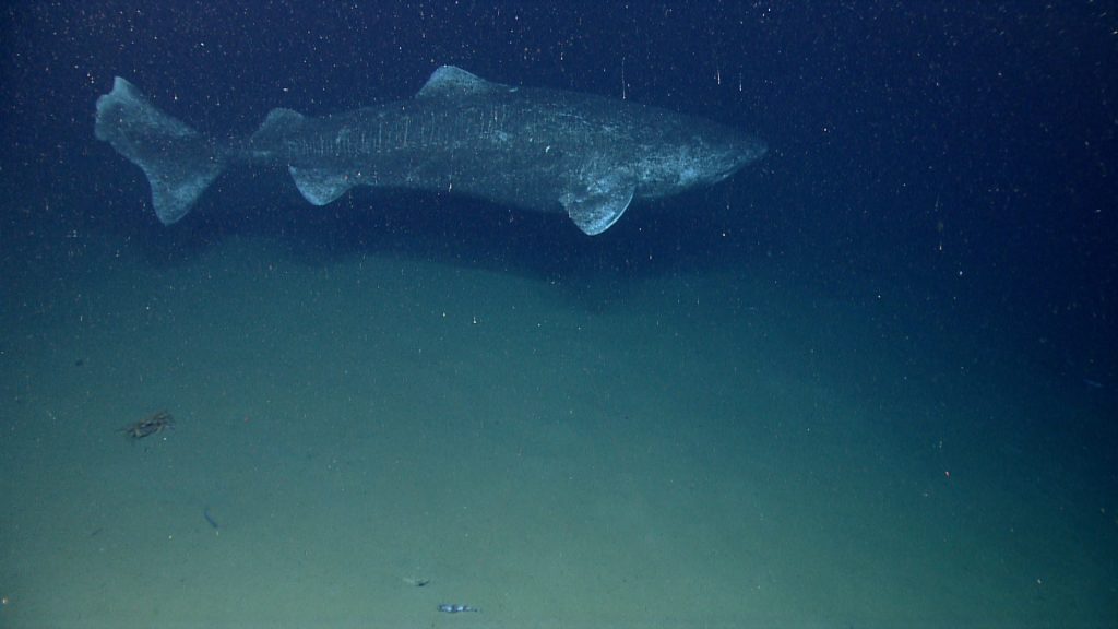 Uno squalo della Groenlandia avvistato e fotografato a quasi mille metri di profondità dal NOAA OKEANOS Explorer Program
