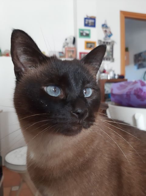 Micia