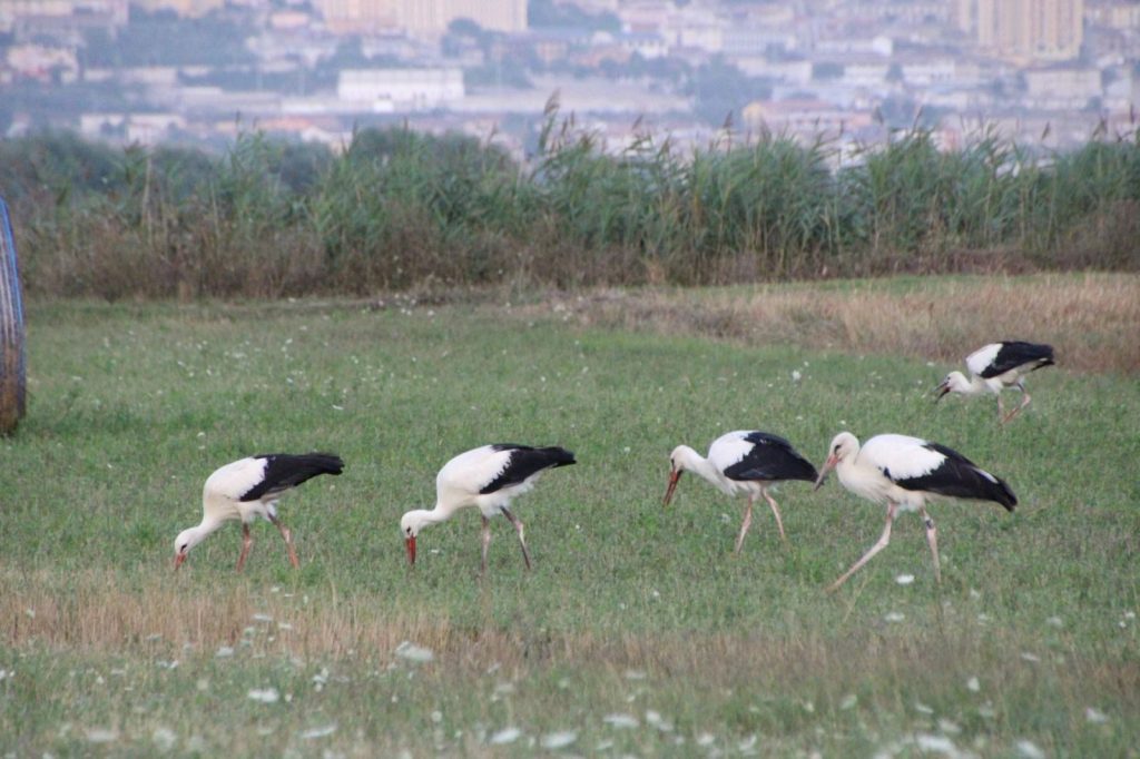 Le cicogne a caccia di insetti e altri piccoli animali tra i campi. Foto di Cono Cimino