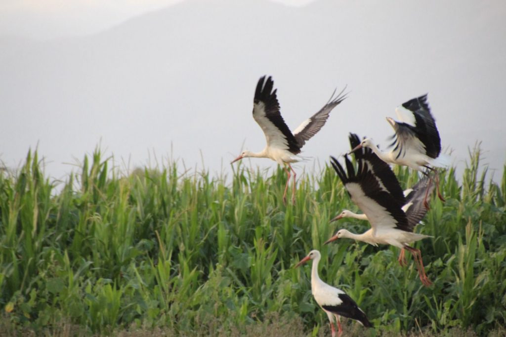 Le cicogne osservate e fotografate in Campania. Foto di Cono Cimino
