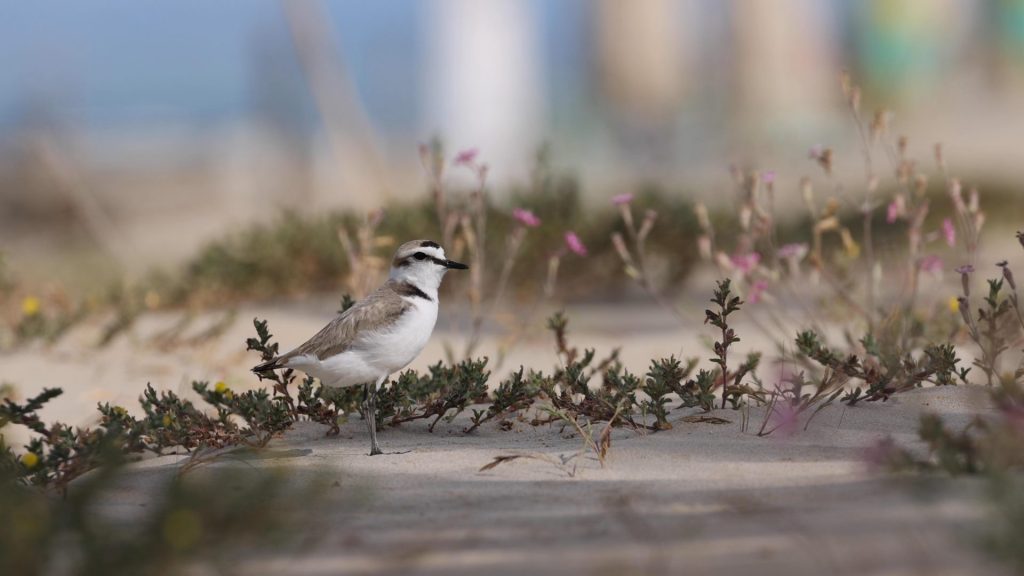 Tante associazioni da anni monitorano e tutelano questa specie in Italia