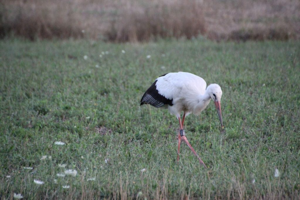 Una delle cicogne marcate con anello identificativo. Foto di Cono Cimino