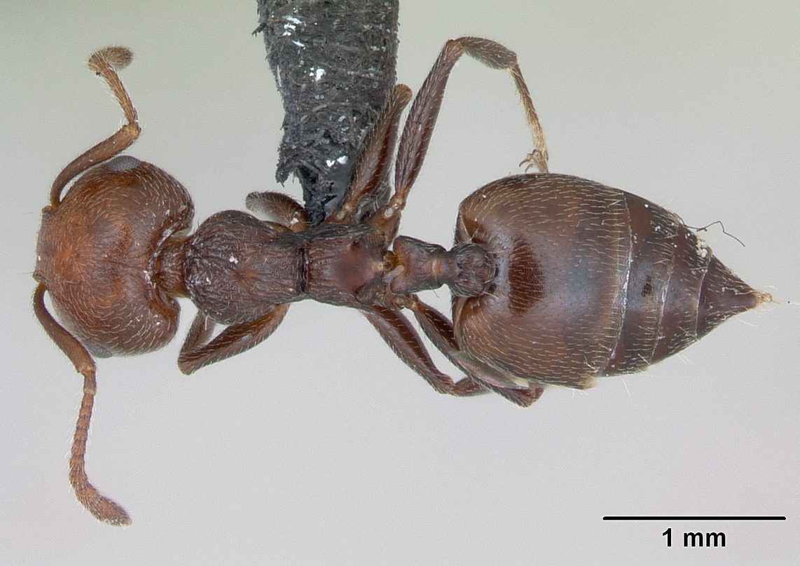 Crematogaster scutellaris, immagine concessa da April Nobile / © AntWeb.org