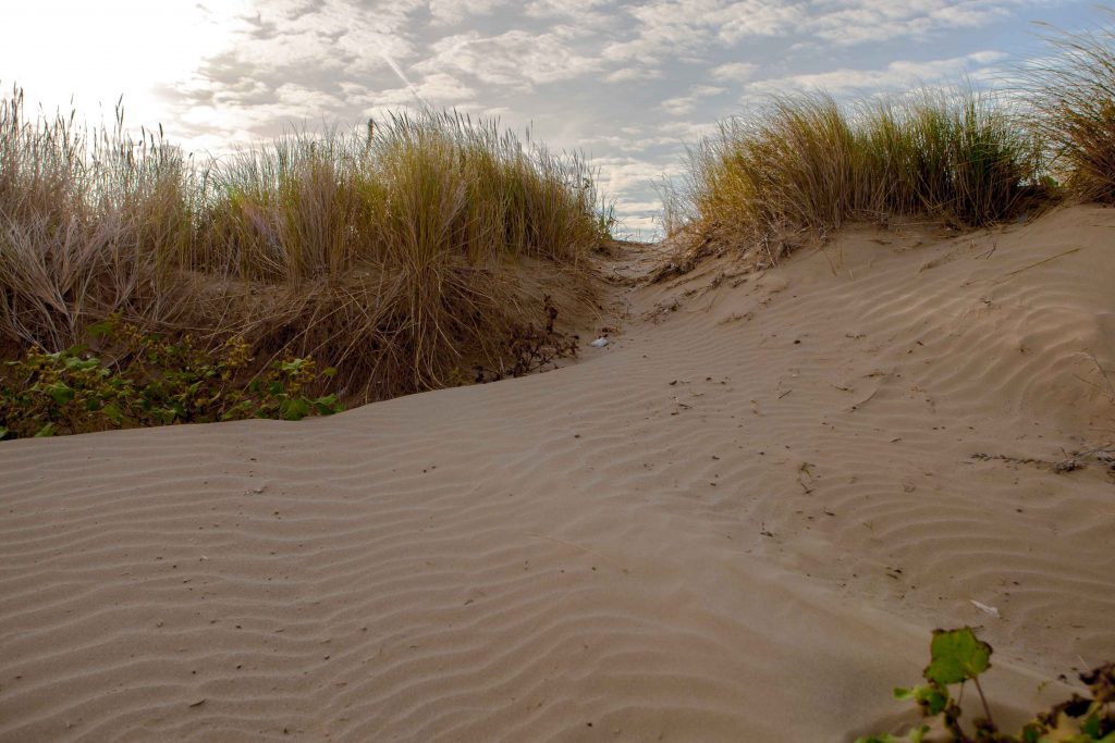 Le dune impiegano decennio per consolidarsi e la continua rimozione della vegetazione pioniera azzera il processo di formazione