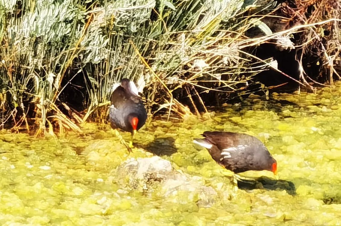 Gallinelle Porto Bari