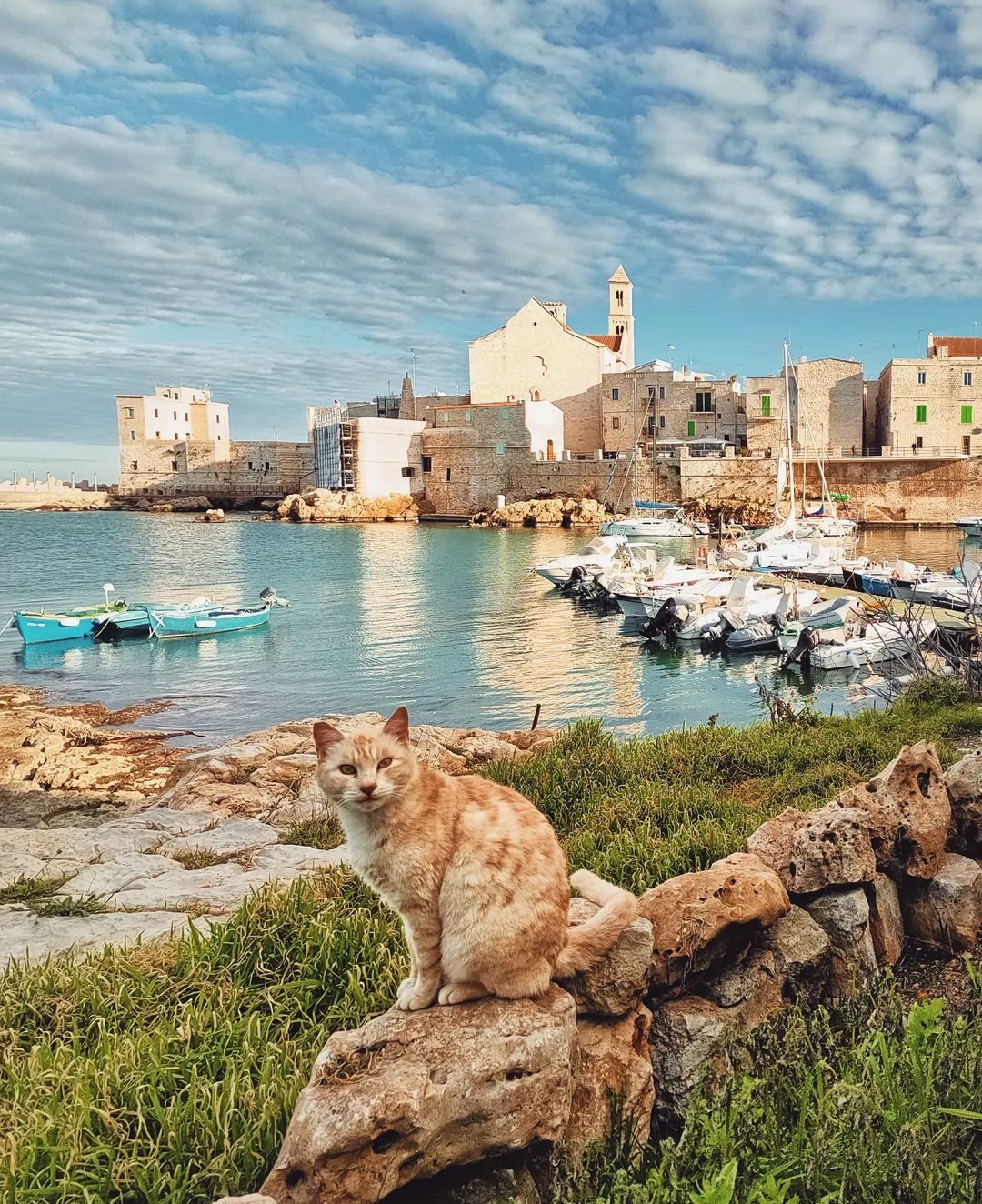 Gatto Giovinazzo