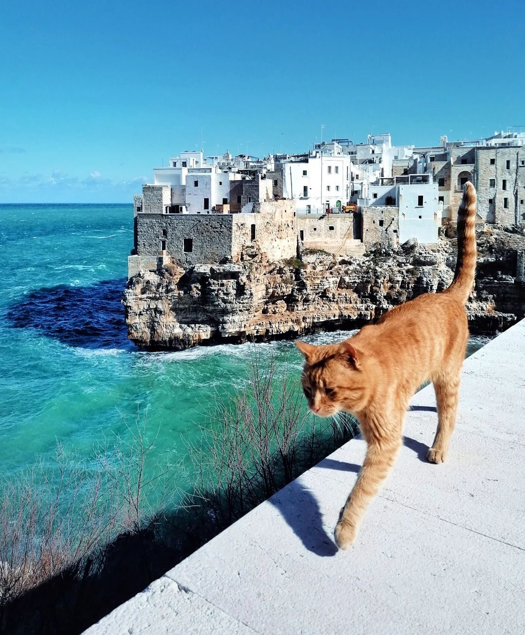 Gatto Polignano