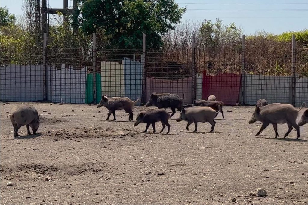 Tutti i maschi sono invece regolarmente sterilizzati