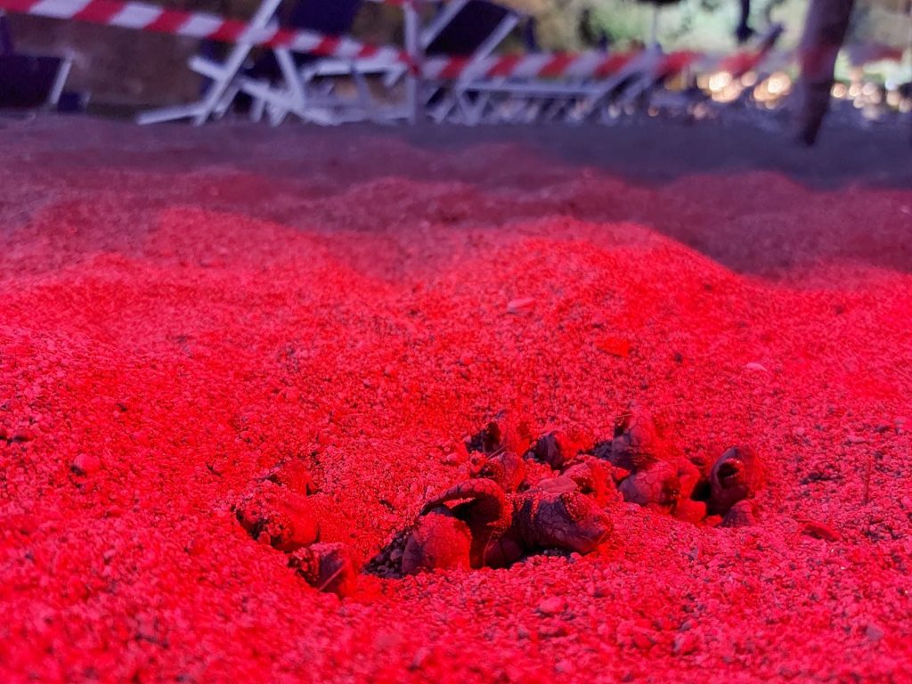 Le tartarughine escono nel cuore della notte per dirigersi verso il mare