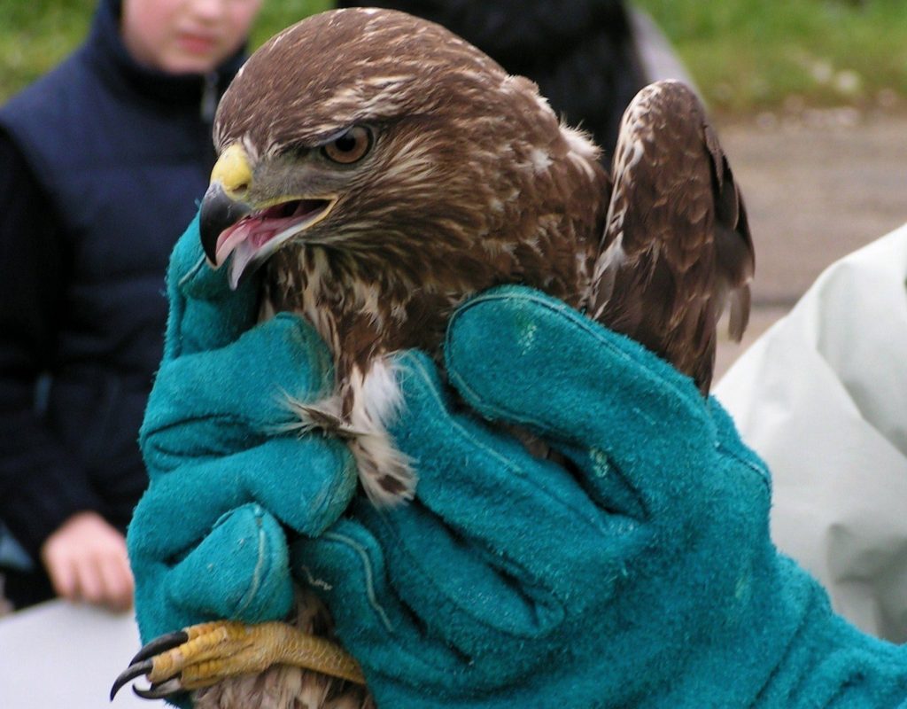 Gli animali, curati dal CRASE, saranno liberati nel Parco Nazionale del Circeo