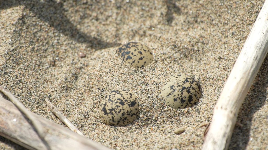 Il fratino depone le sue uova mimetiche in una piccola buchetta scavata sulla sabbia