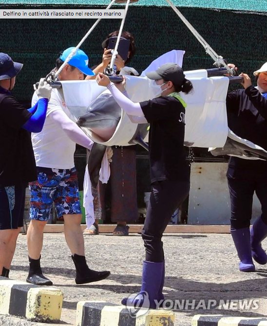 Bibong viene trasferito al recinto marino (Yonhap News Agency)