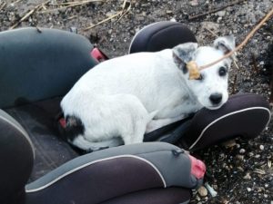 Spazzola cane