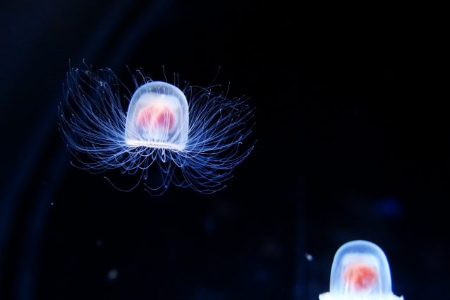 Turritopsis nutricola, foto di muzina_shanghai