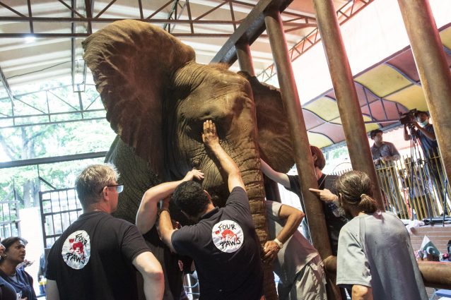 L’intervento realizzato dai veterinari di Four Paws in Pakistan per curare le zanne malate di uno dei due elefanti dello zoo cittadino (credits:@ForuPaws)