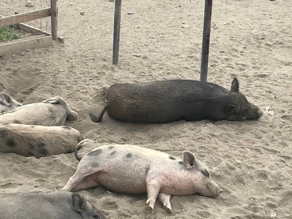 I maiali della Sfattoria degli Ultimi