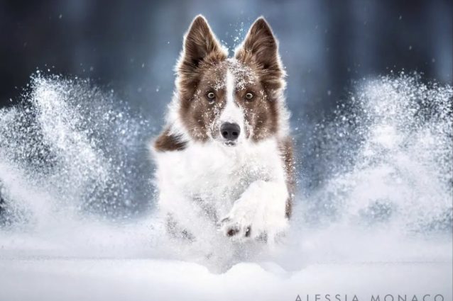 Credit foto: alessiamonaco.petphotography