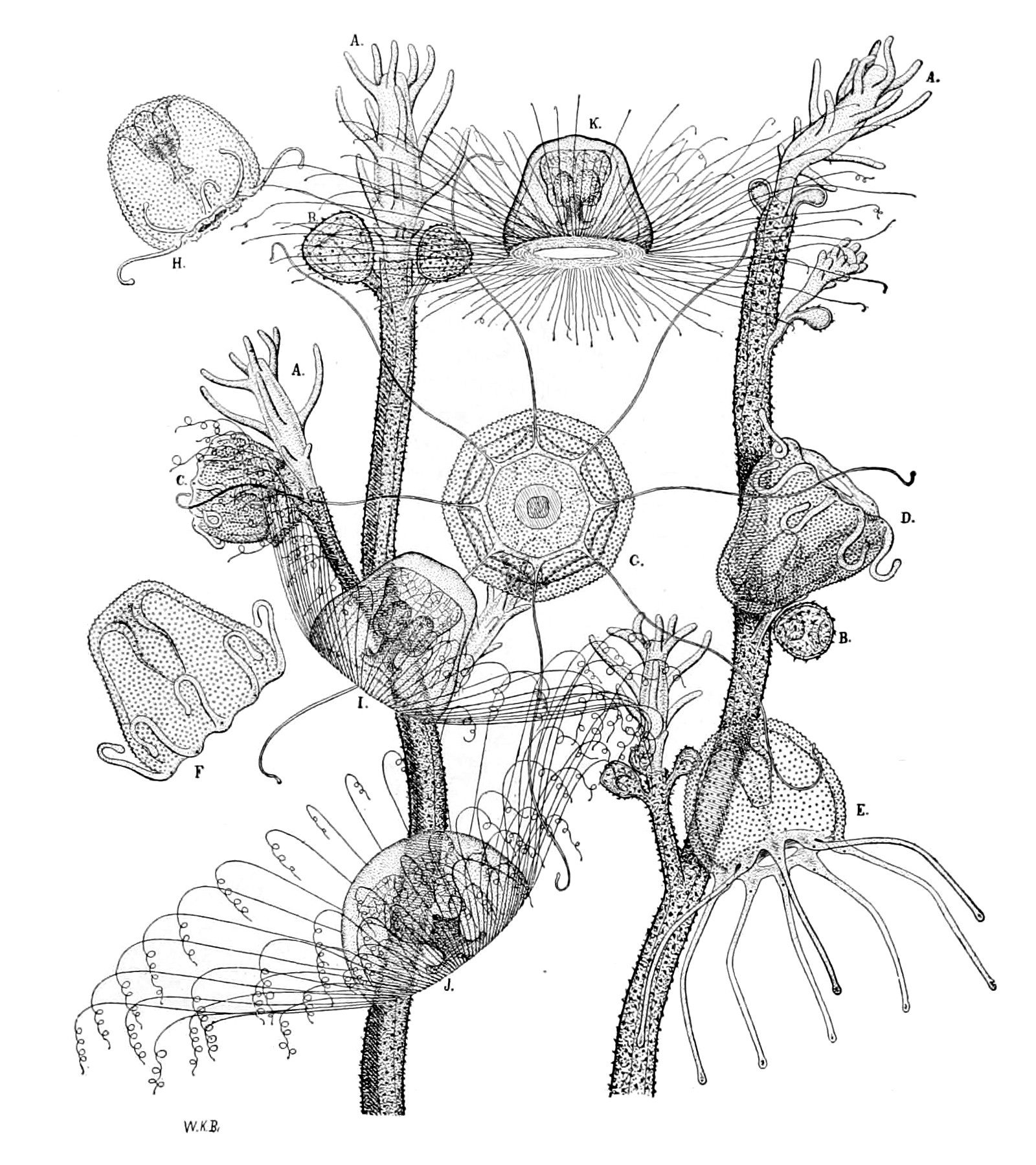 Le diverse fasi del ciclo vitale di Turritopsis nutricula, immagine di William K. Brooks tramite Wikimedia Commons