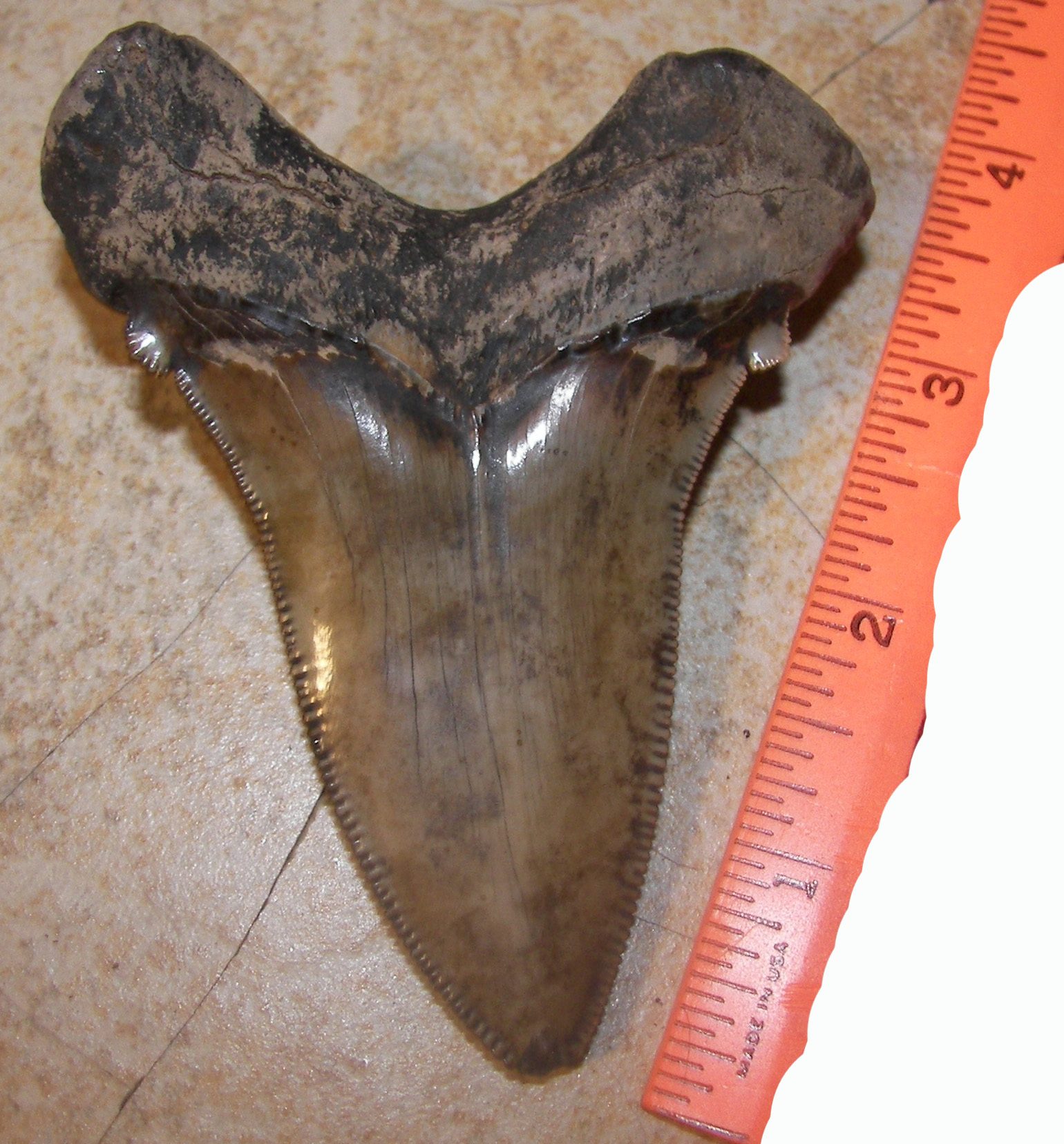 Dente di Otodus angustidens, immagine di Crazyunclejim, tramite Wikimedia Commons