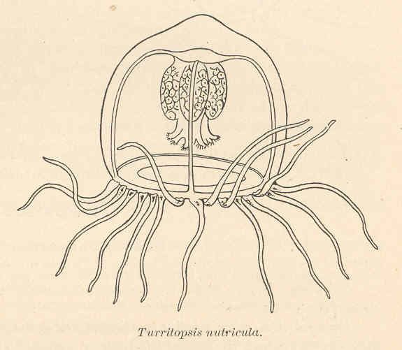 Rappresentazione della Turritopsis nutricula di Charles Wesley Hargitt via Wikimedia Commons