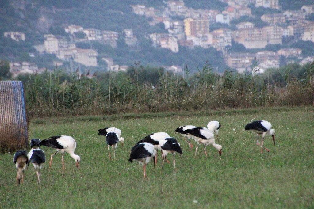 Alcune delle 150 cicogne osservate e fotografate da Cono Cimino