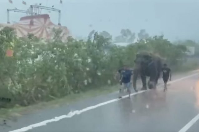L’elefante scortato lungo la Statale