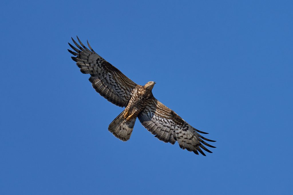 Un falco pecchiaiolo in volo, una delle specie maggiormente colpite dai bracconieri