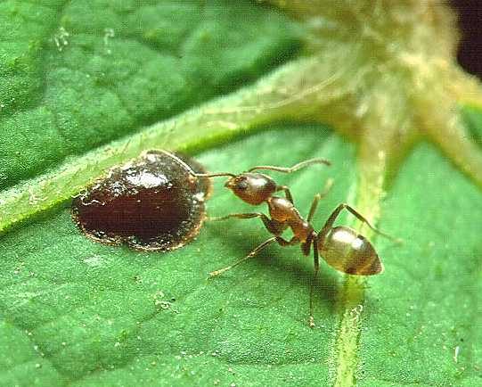 Linepithema humile, foto di Penarc, tramite Wikimedia Commons