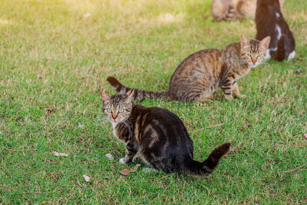 Prestare maggiore attenzione al proprio gatto e gestire in maniera più efficace e consapevole randagismo e colonie feline ridurrebbe di molto l’impatto dei gatti sulla fauna