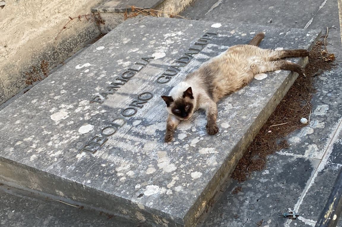 gatto cimitero